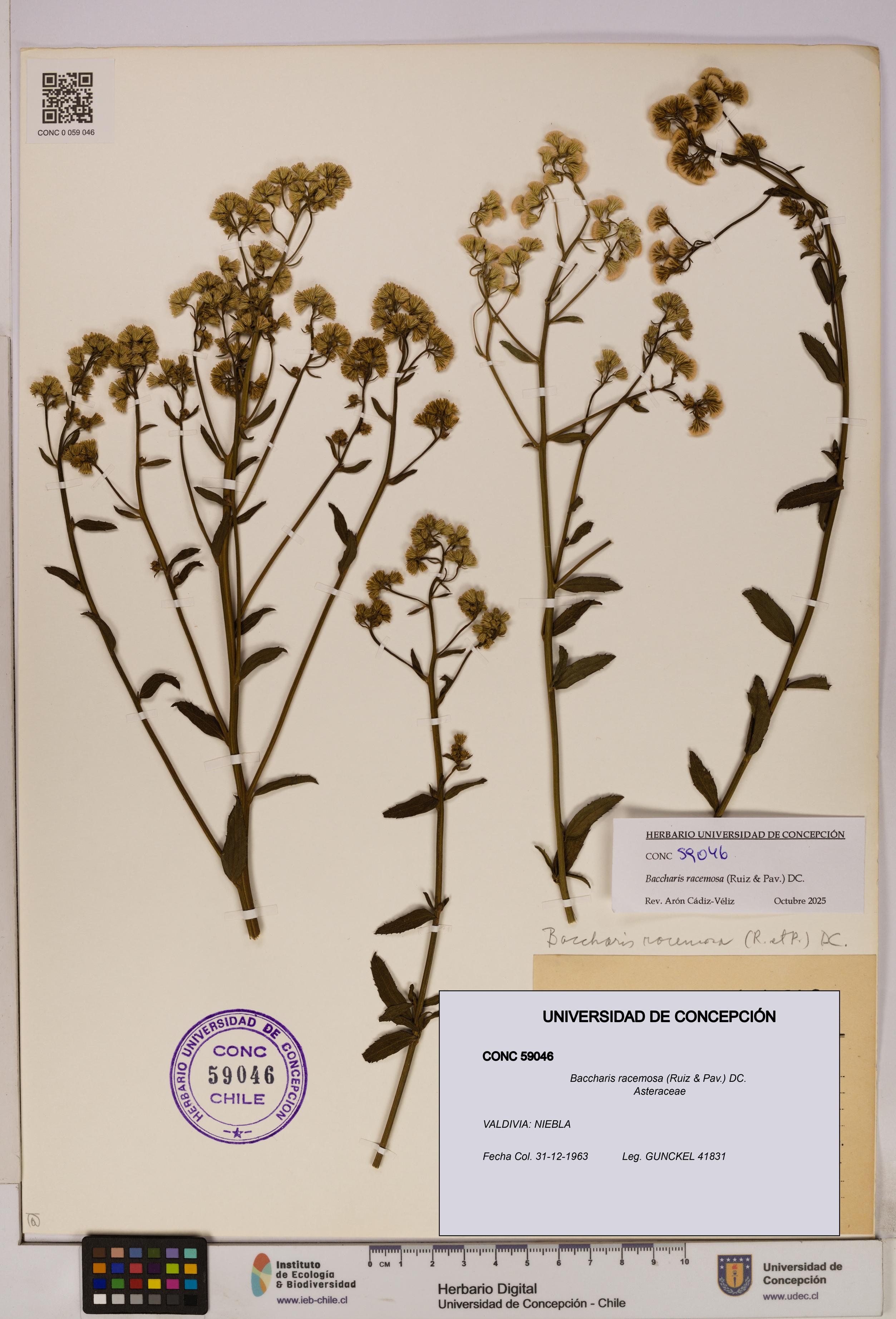 Baccharis racemosa [Espécimen: UDEC:CONC:0059046]