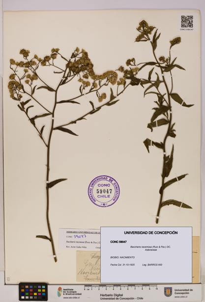 Baccharis racemosa [Espécimen: UDEC:CONC:0059047]