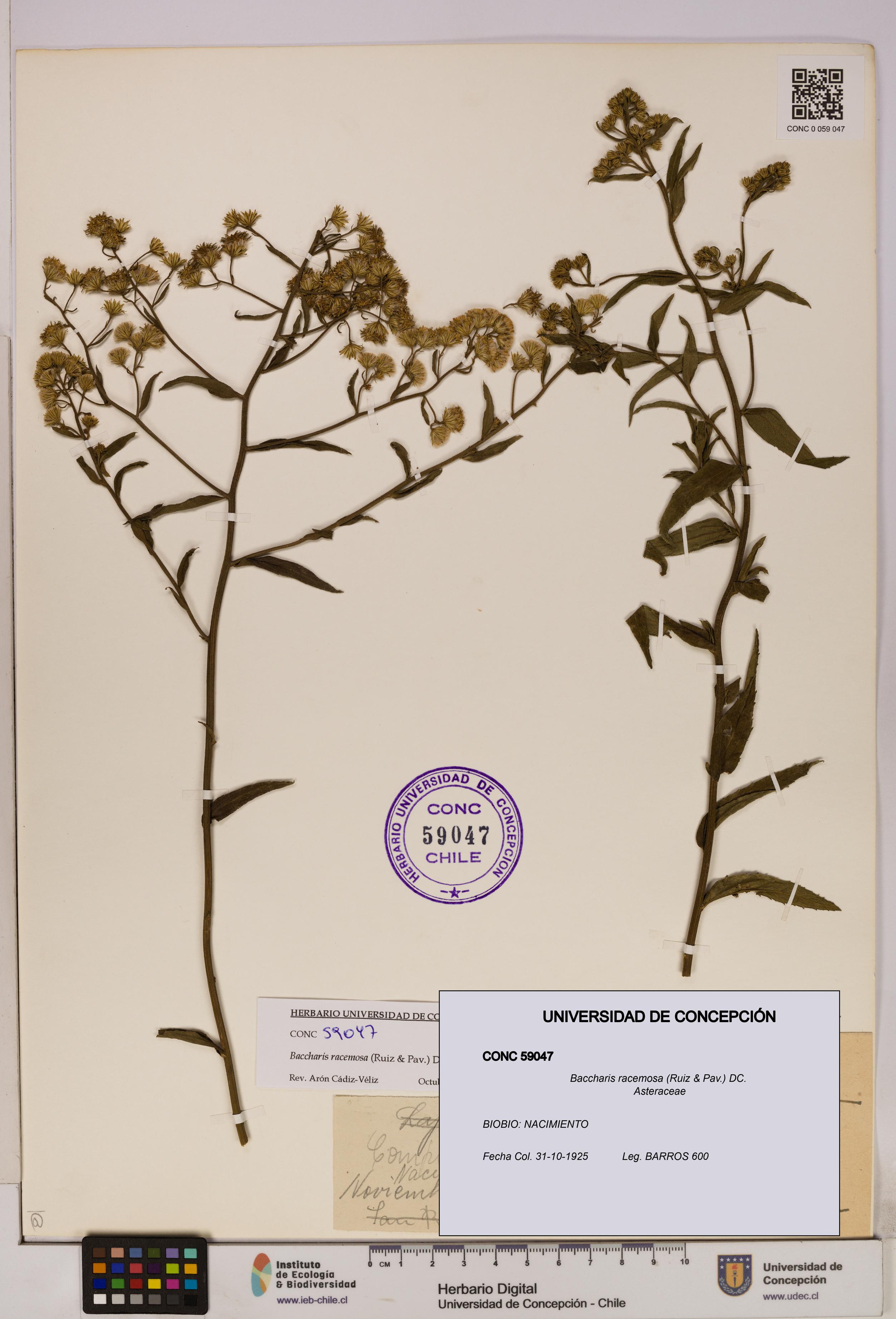 Baccharis racemosa [Espécimen: UDEC:CONC:0059047]
