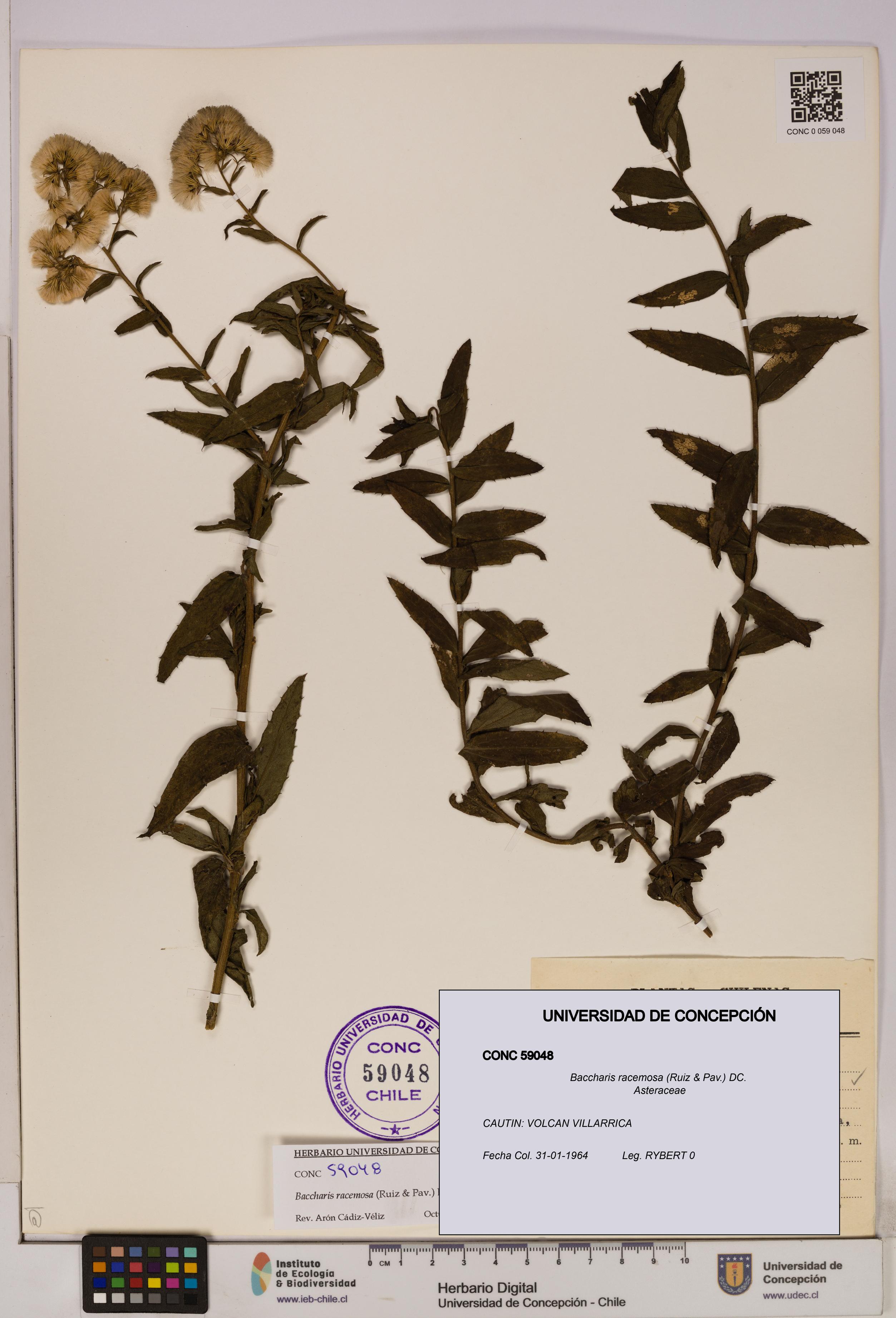 Baccharis racemosa [Espécimen: UDEC:CONC:0059048]