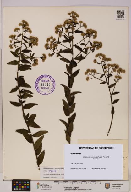 Baccharis racemosa [Espécimen: UDEC:CONC:0059049]