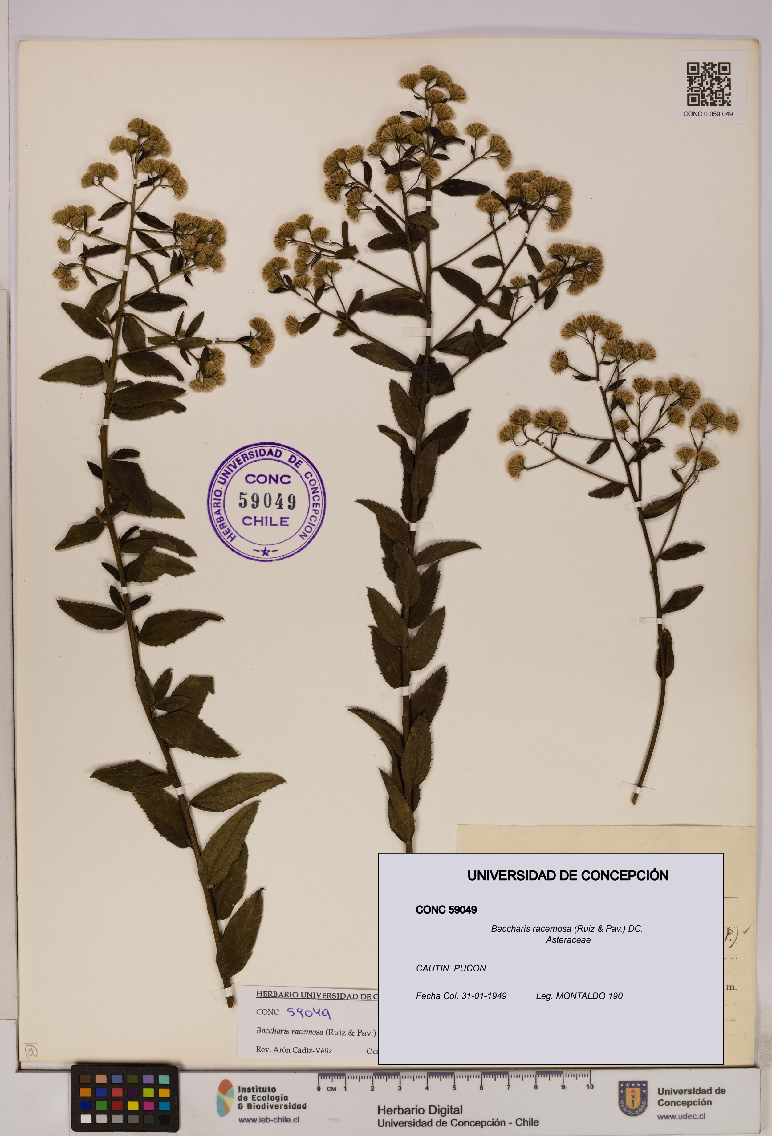Baccharis racemosa [Espécimen: UDEC:CONC:0059049]