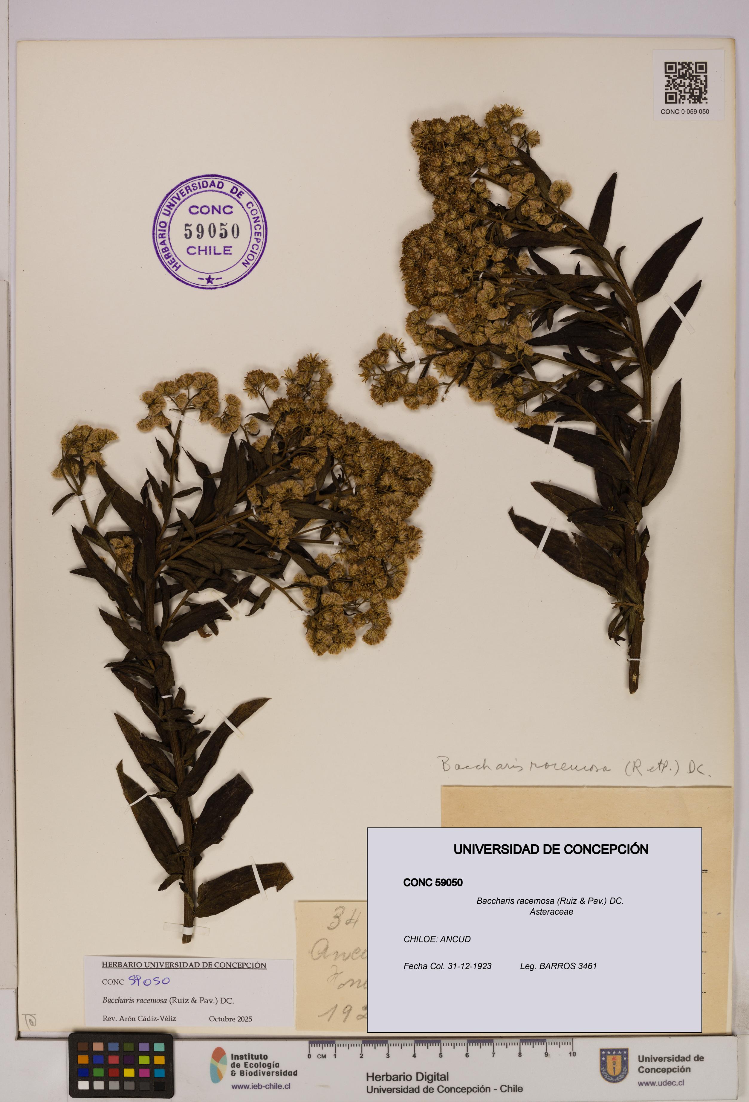 Baccharis racemosa [Espécimen: UDEC:CONC:0059050]
