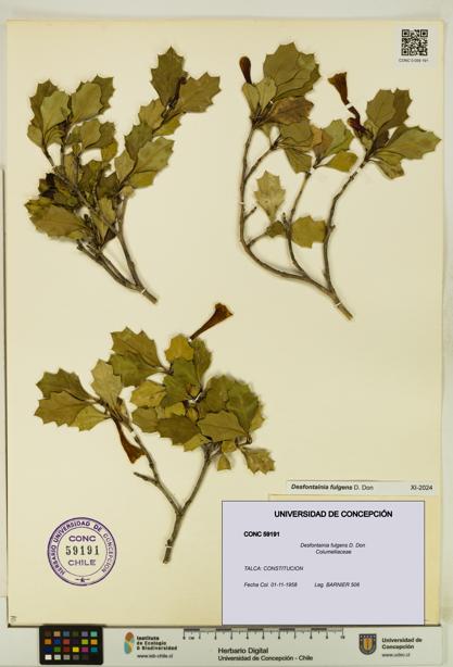 Desfontainia fulgens [Espécimen: UDEC:CONC:0059191]