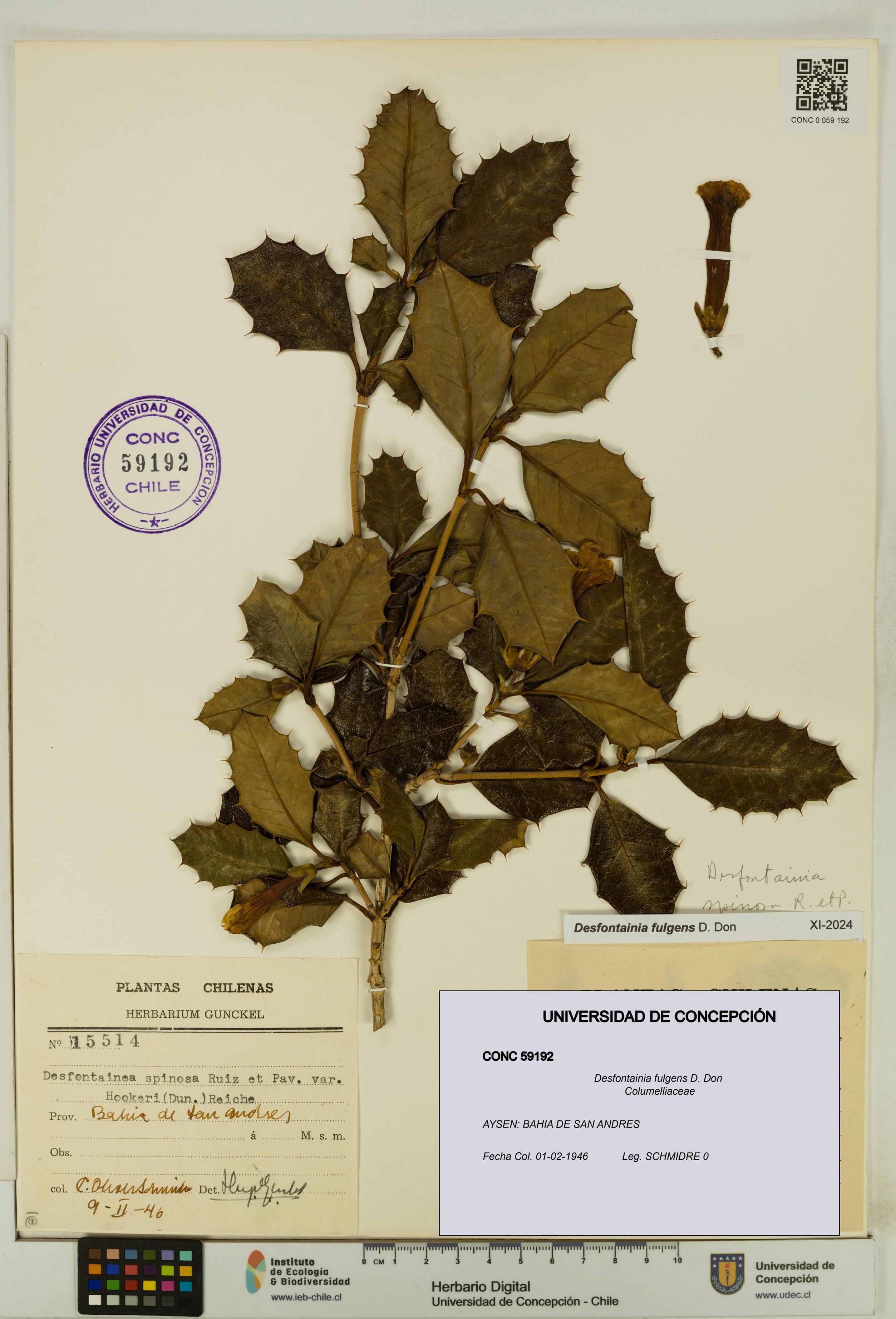 Desfontainia fulgens [Espécimen: UDEC:CONC:0059192]