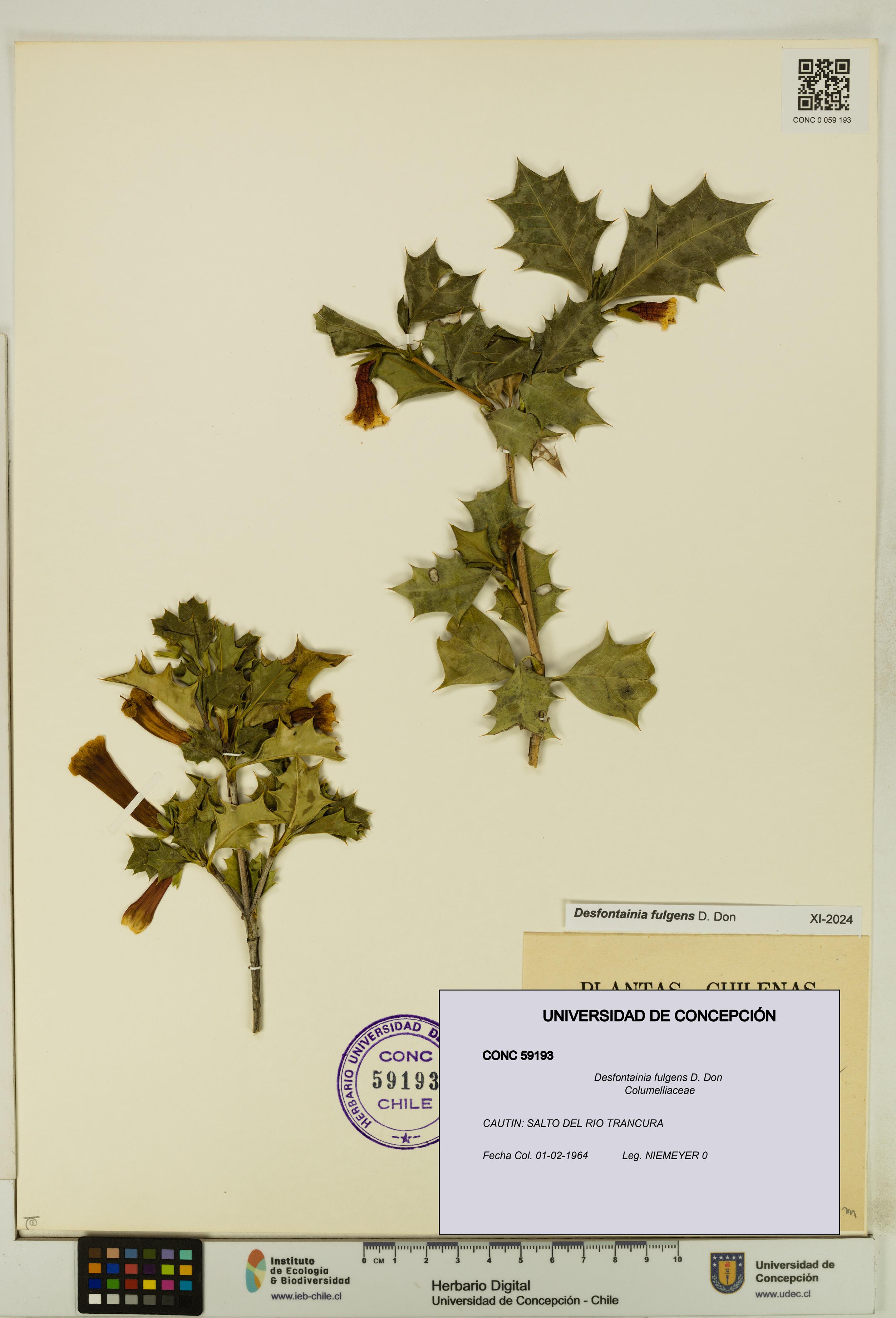 Desfontainia fulgens [Espécimen: UDEC:CONC:0059193]