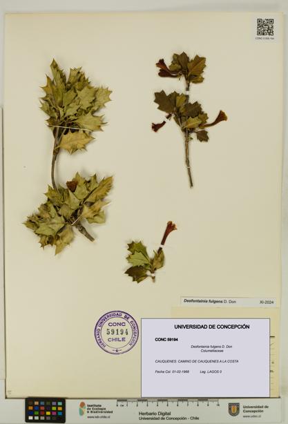 Desfontainia fulgens [Espécimen: UDEC:CONC:0059194]