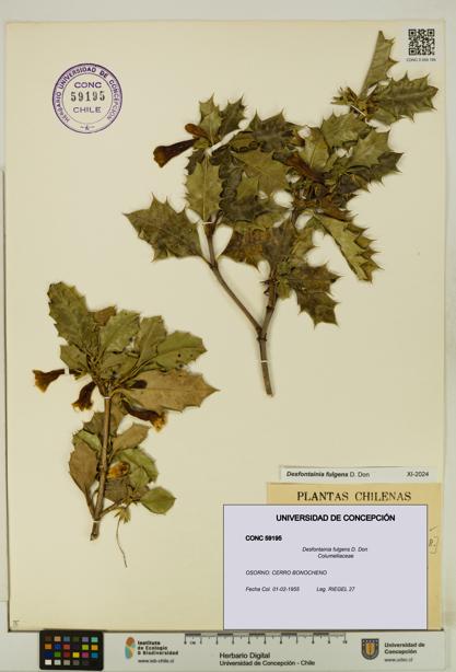 Desfontainia fulgens [Espécimen: UDEC:CONC:0059195]