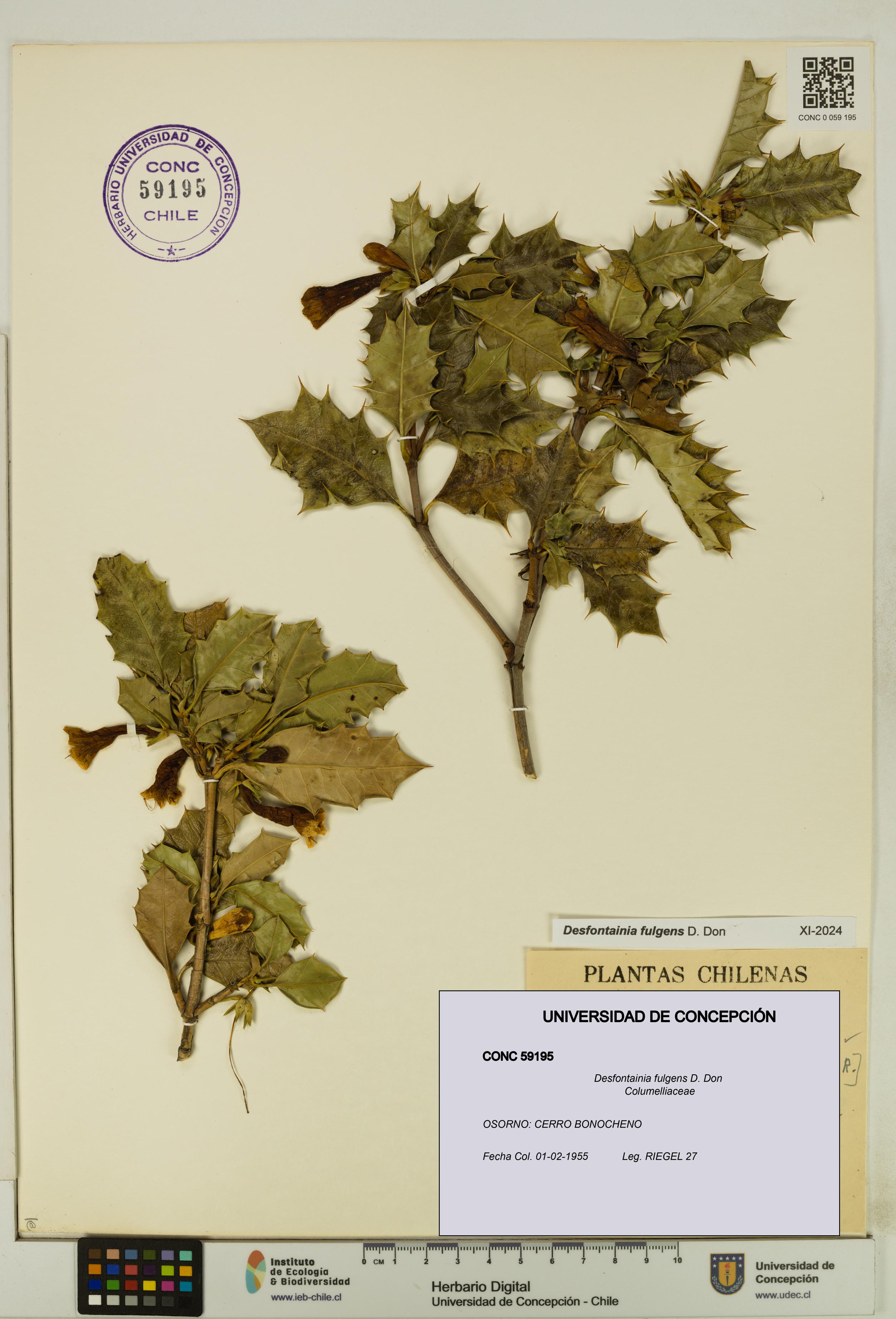 Desfontainia fulgens [Espécimen: UDEC:CONC:0059195]