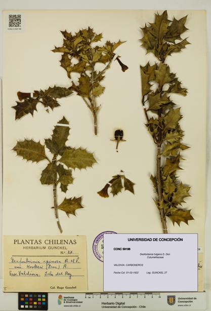 Desfontainia fulgens [Espécimen: UDEC:CONC:0059196]