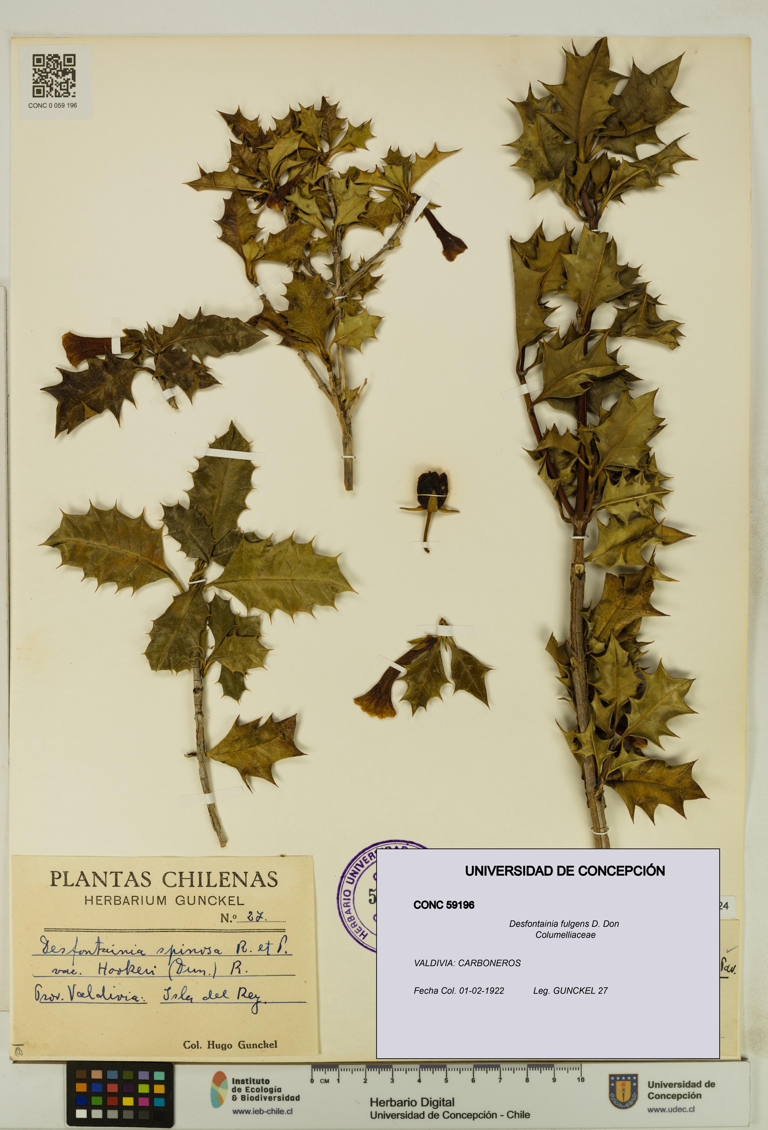 Desfontainia fulgens [Espécimen: UDEC:CONC:0059196]