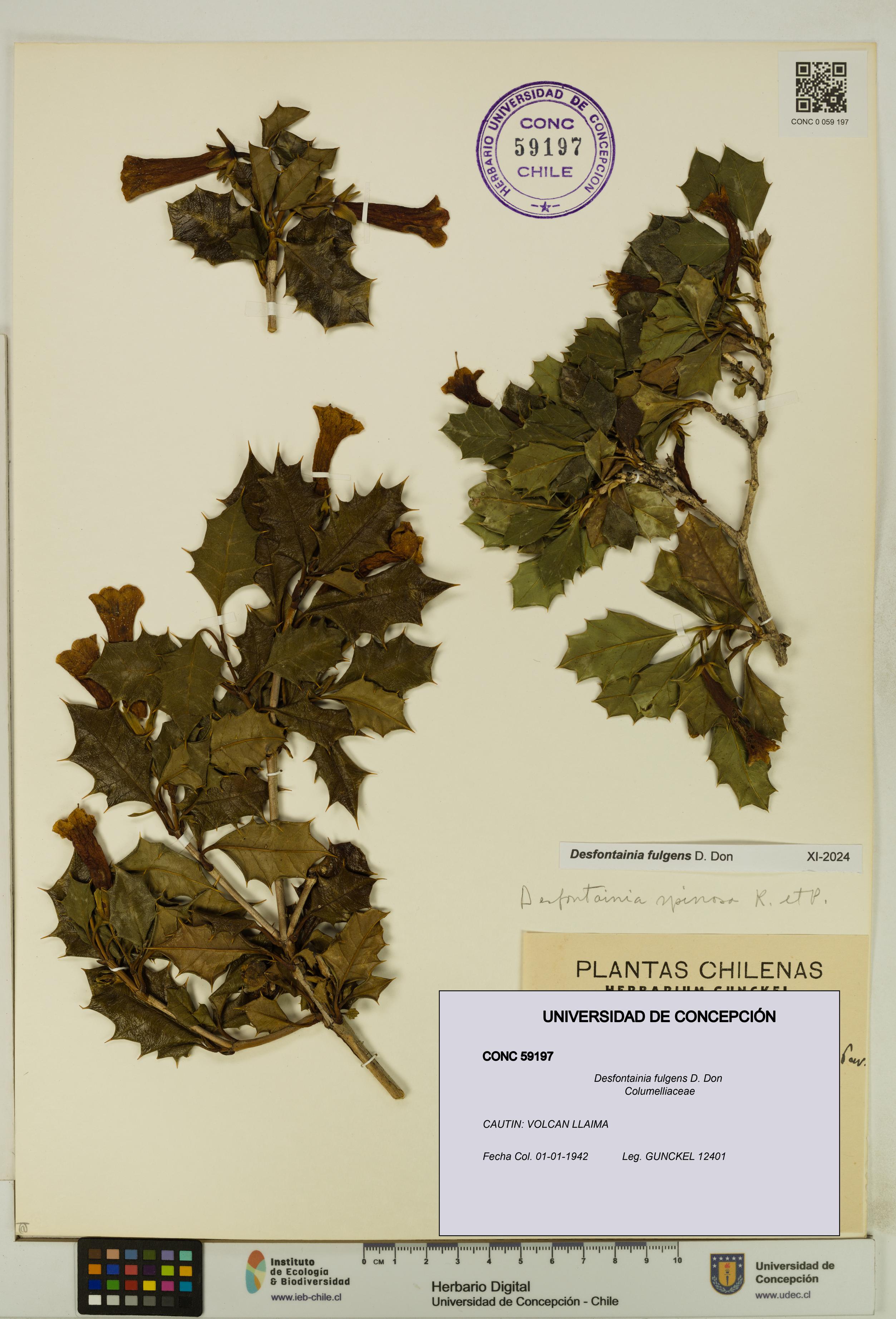 Desfontainia fulgens [Espécimen: UDEC:CONC:0059197]