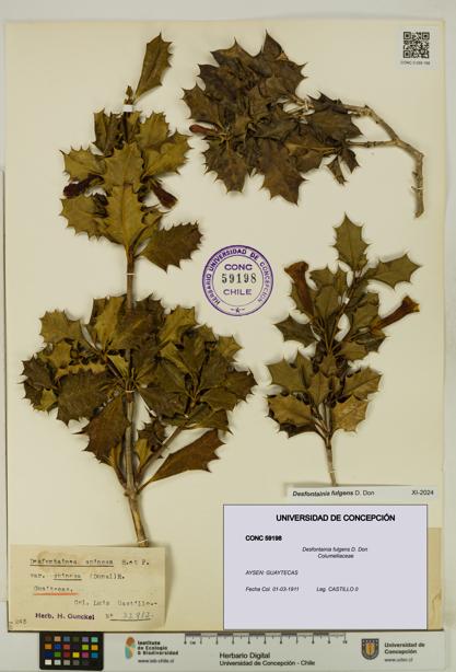 Desfontainia fulgens [Espécimen: UDEC:CONC:0059198]