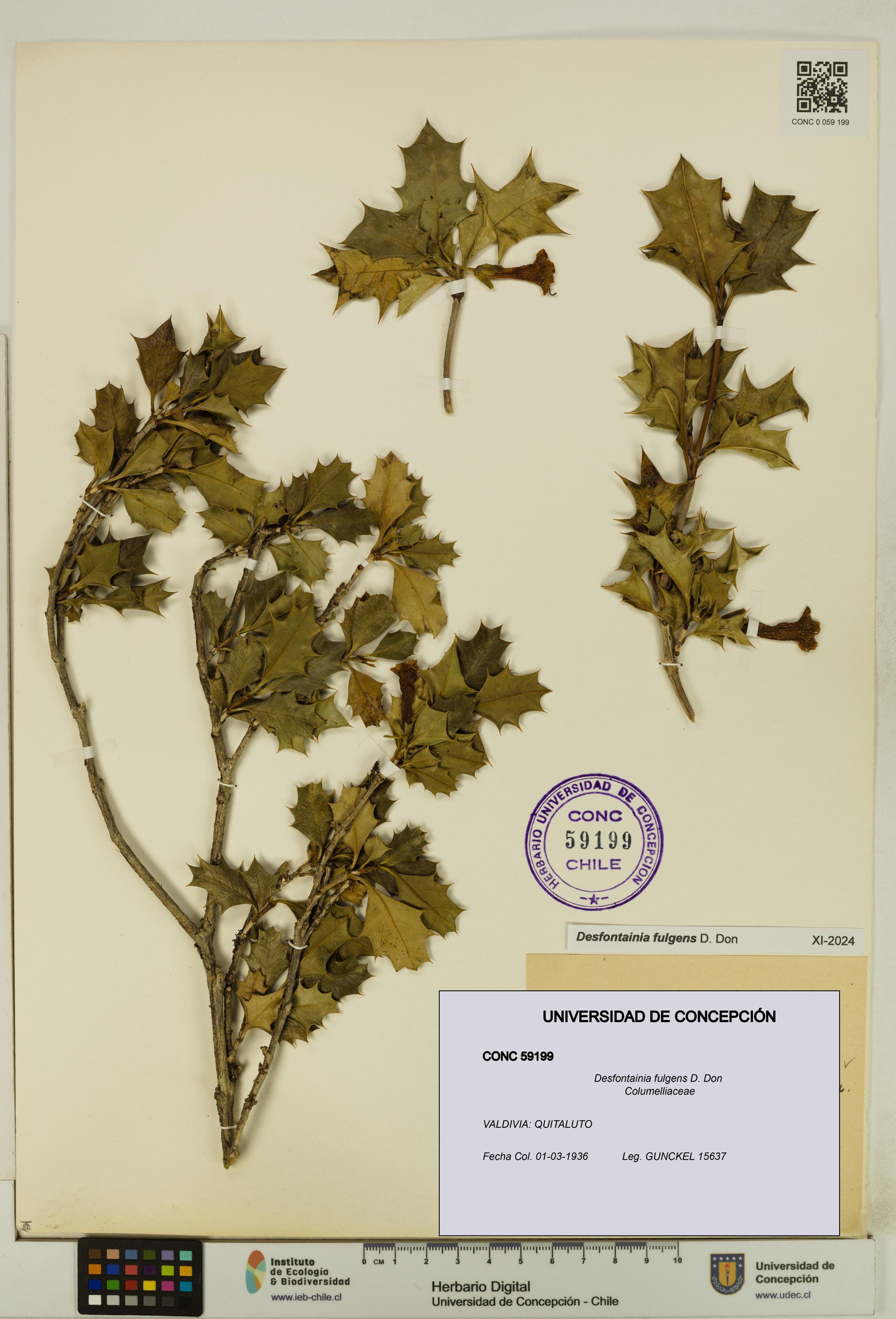 Desfontainia fulgens [Espécimen: UDEC:CONC:0059199]