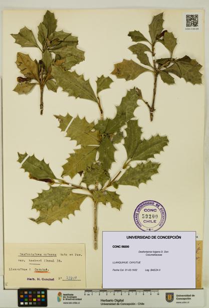Desfontainia fulgens [Espécimen: UDEC:CONC:0059200]