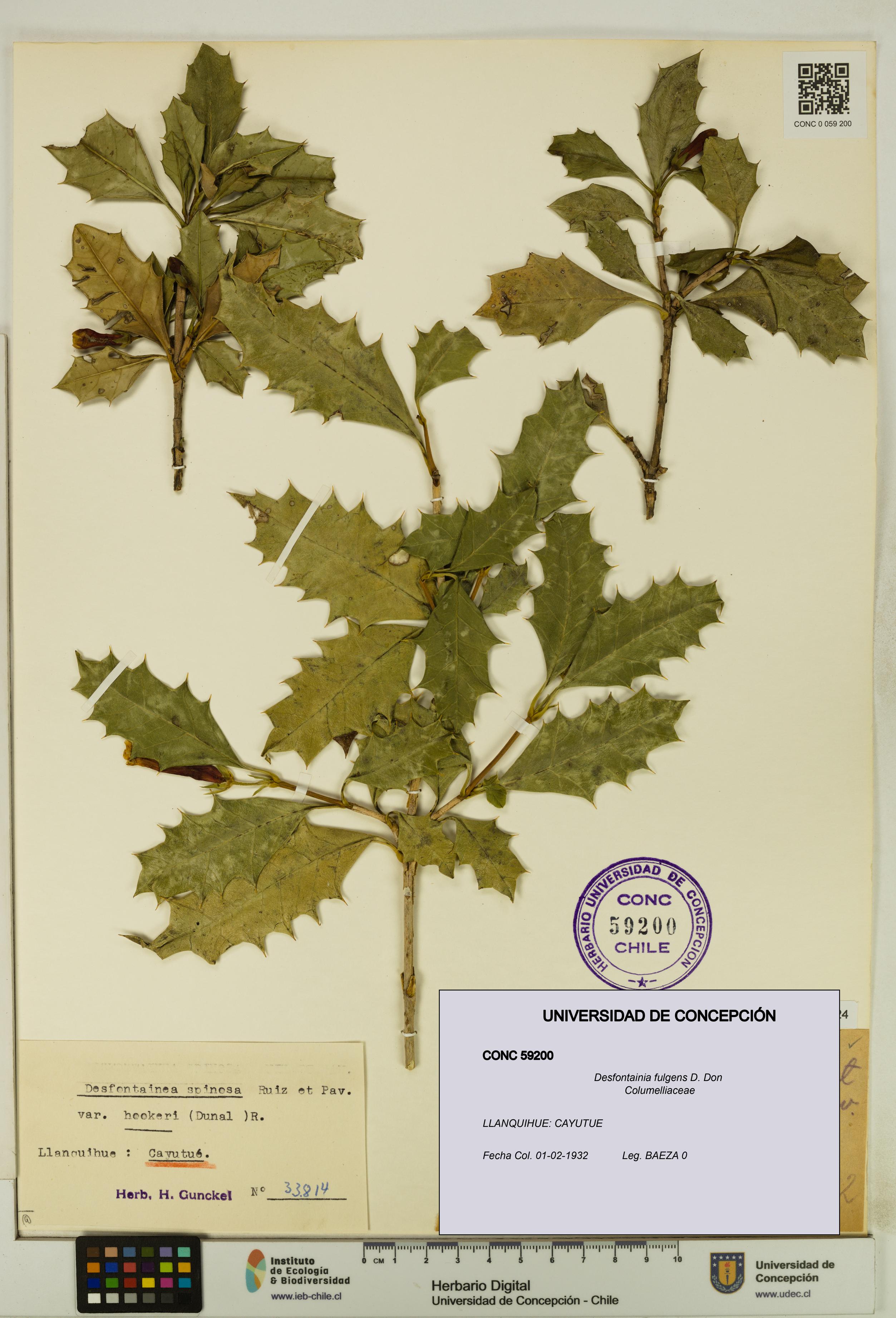 Desfontainia fulgens [Espécimen: UDEC:CONC:0059200]