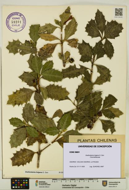 Desfontainia fulgens [Espécimen: UDEC:CONC:0059201]