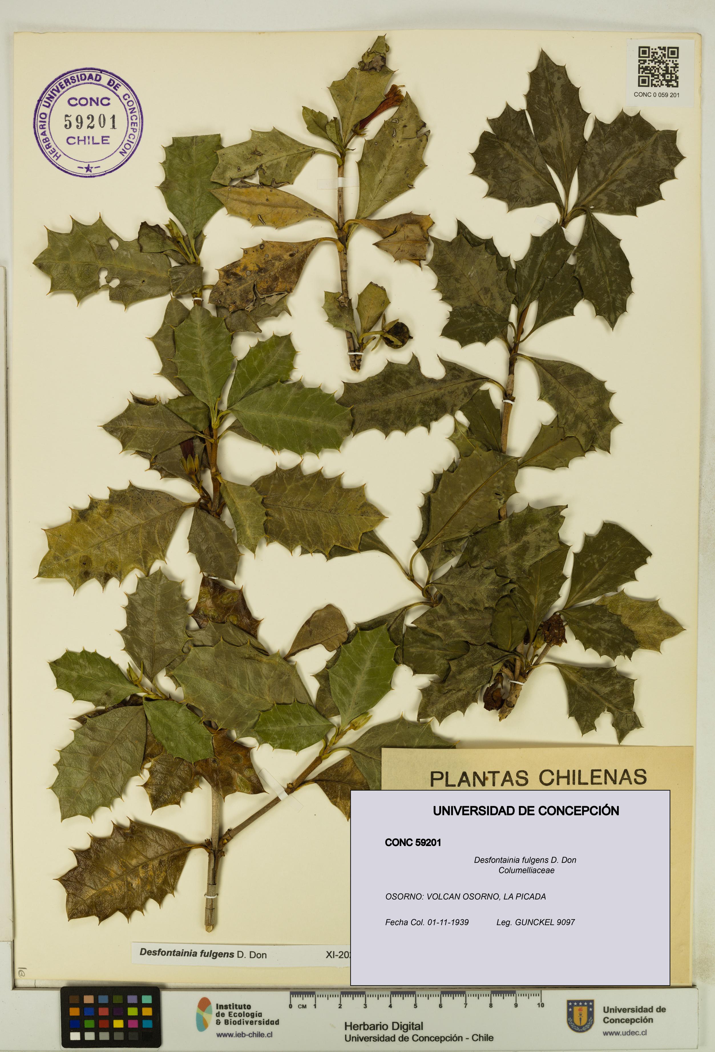 Desfontainia fulgens [Espécimen: UDEC:CONC:0059201]