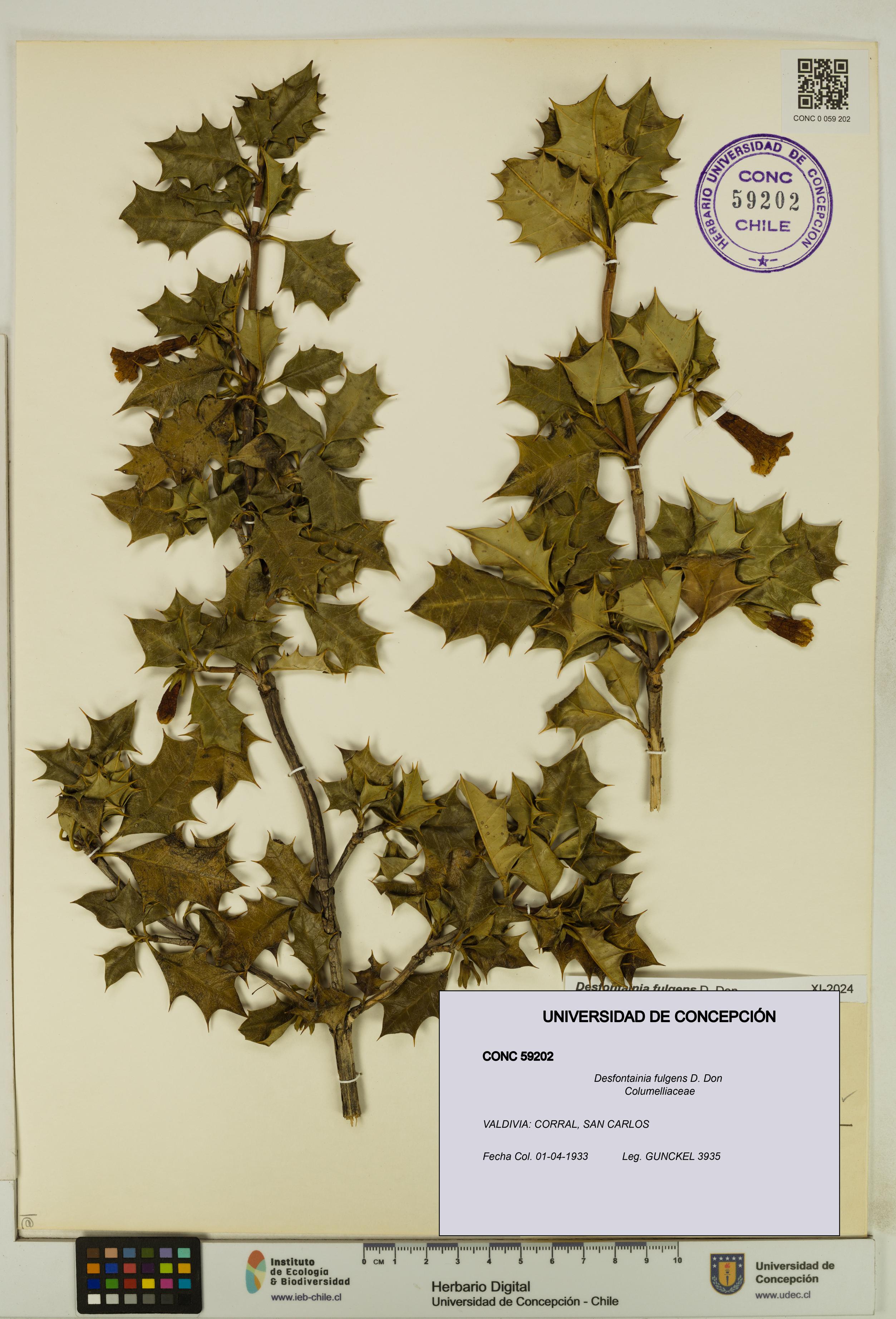 Desfontainia fulgens [Espécimen: UDEC:CONC:0059202]
