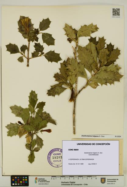 Desfontainia fulgens [Espécimen: UDEC:CONC:0059203]