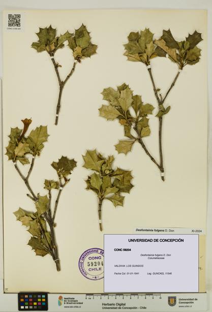 Desfontainia fulgens [Espécimen: UDEC:CONC:0059204]