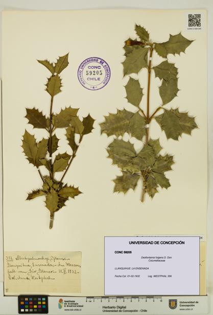 Desfontainia fulgens [Espécimen: UDEC:CONC:0059205]