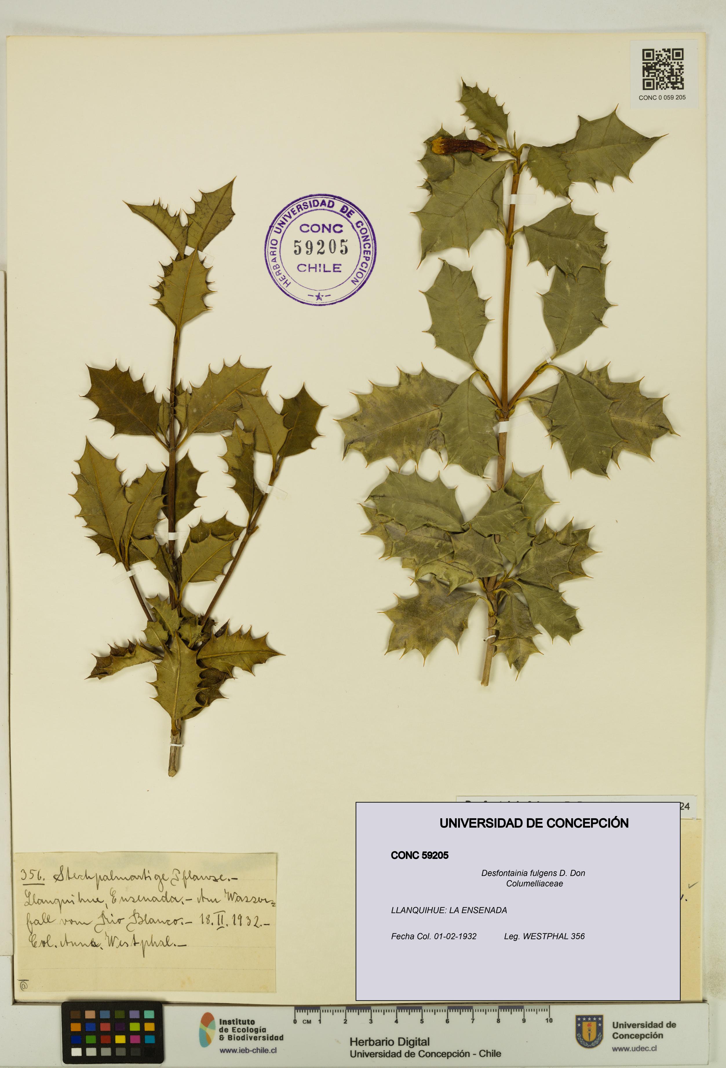 Desfontainia fulgens [Espécimen: UDEC:CONC:0059205]