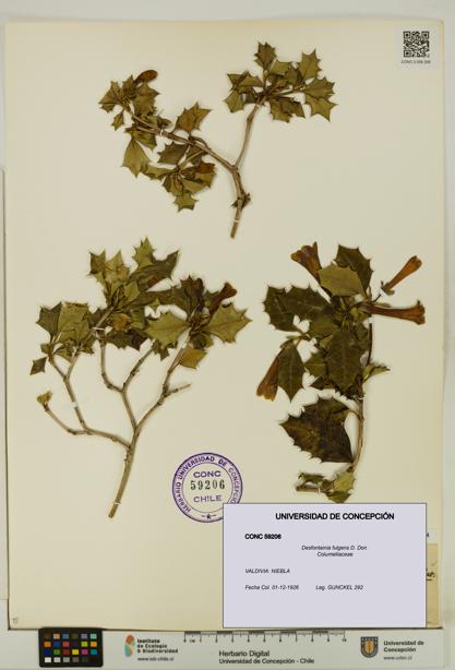 Desfontainia fulgens [Espécimen: UDEC:CONC:0059206]