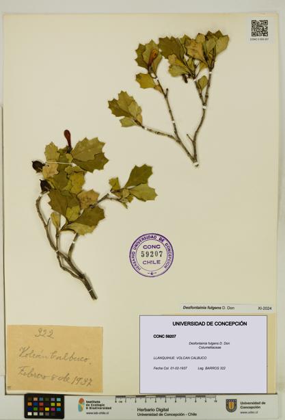 Desfontainia fulgens [Espécimen: UDEC:CONC:0059207]