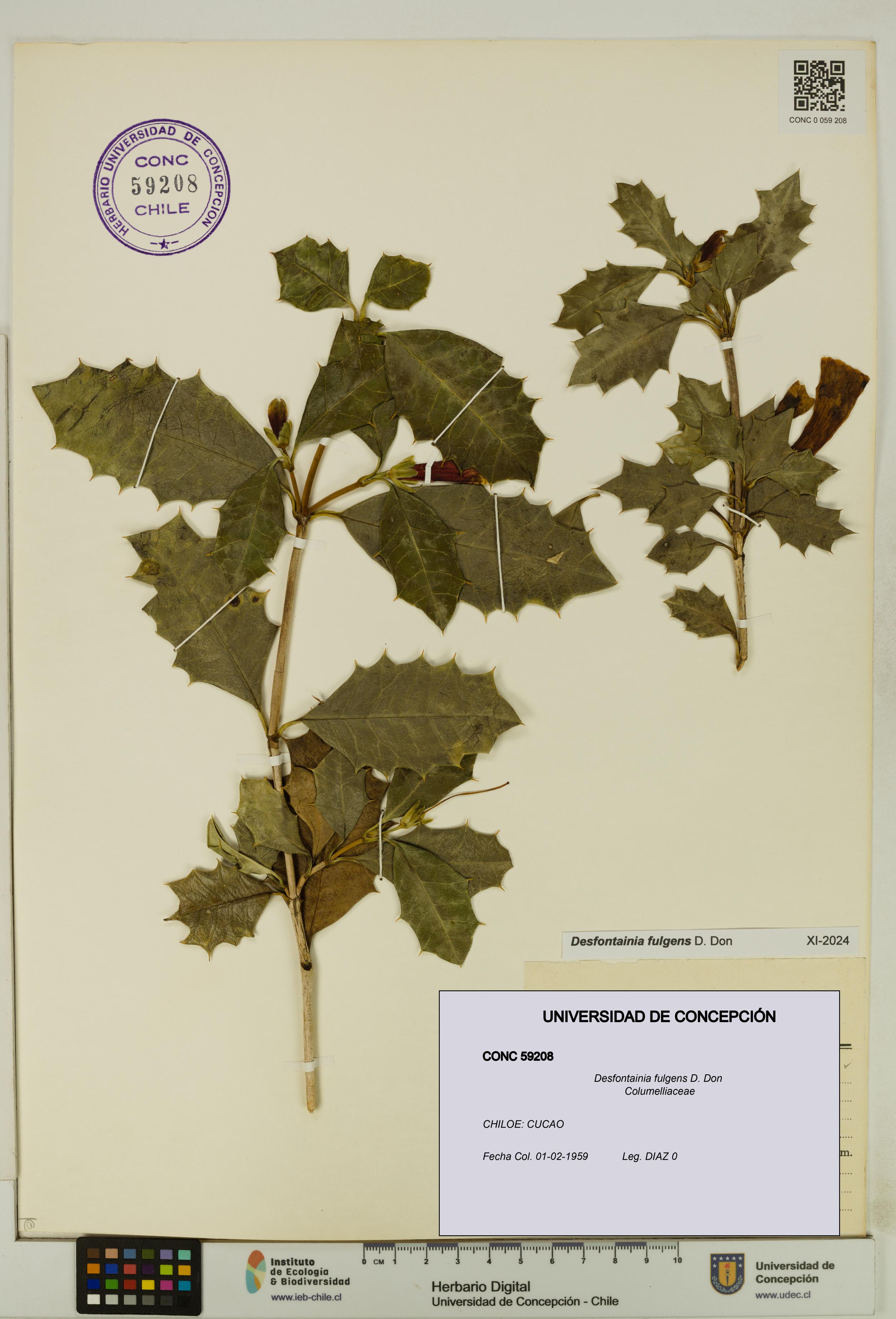 Desfontainia fulgens [Espécimen: UDEC:CONC:0059208]