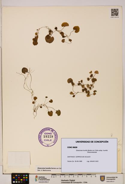 Dioscorea humilis subsp. humilis [Espécimen: ]