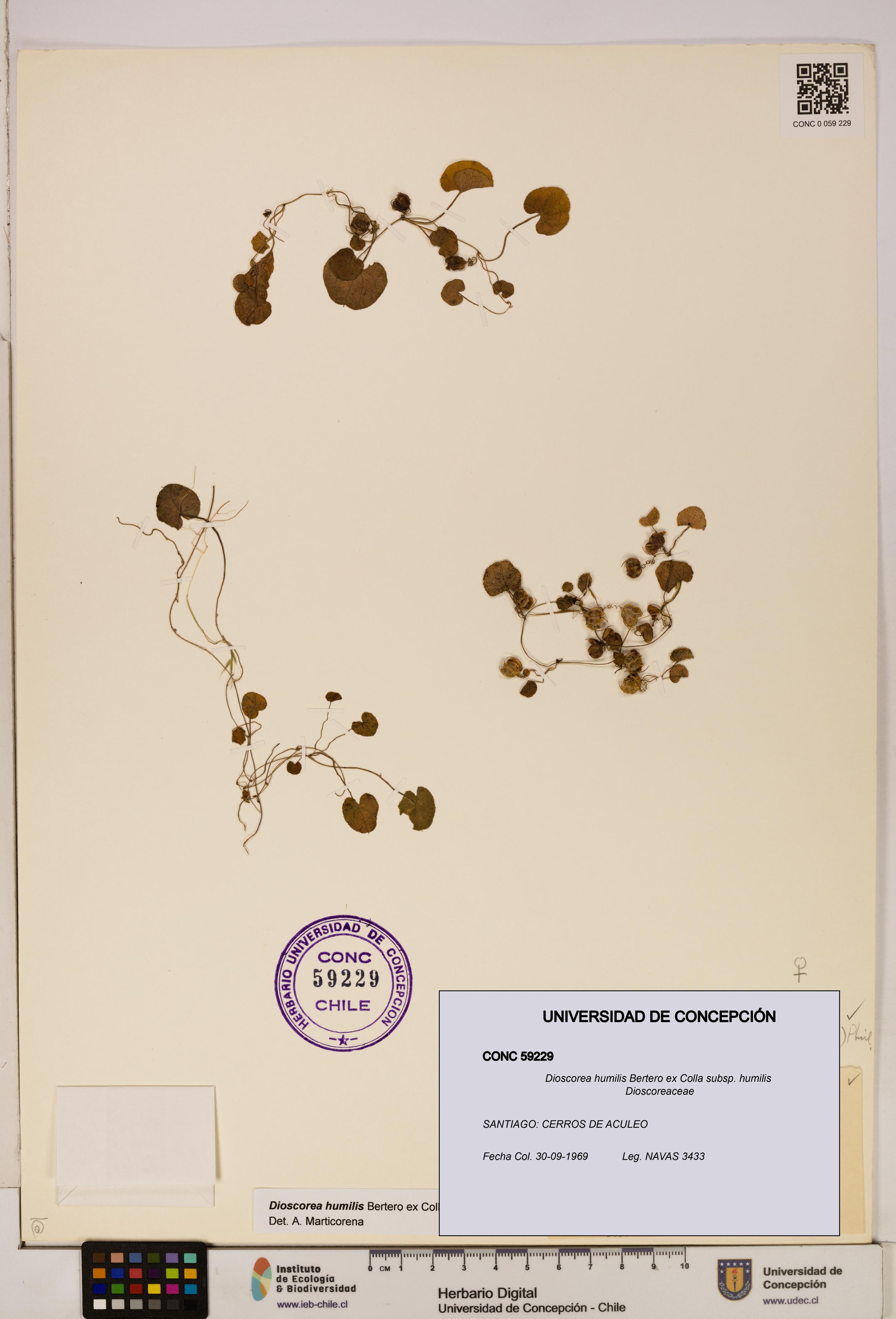 Dioscorea humilis subsp. humilis [Espécimen: ]
