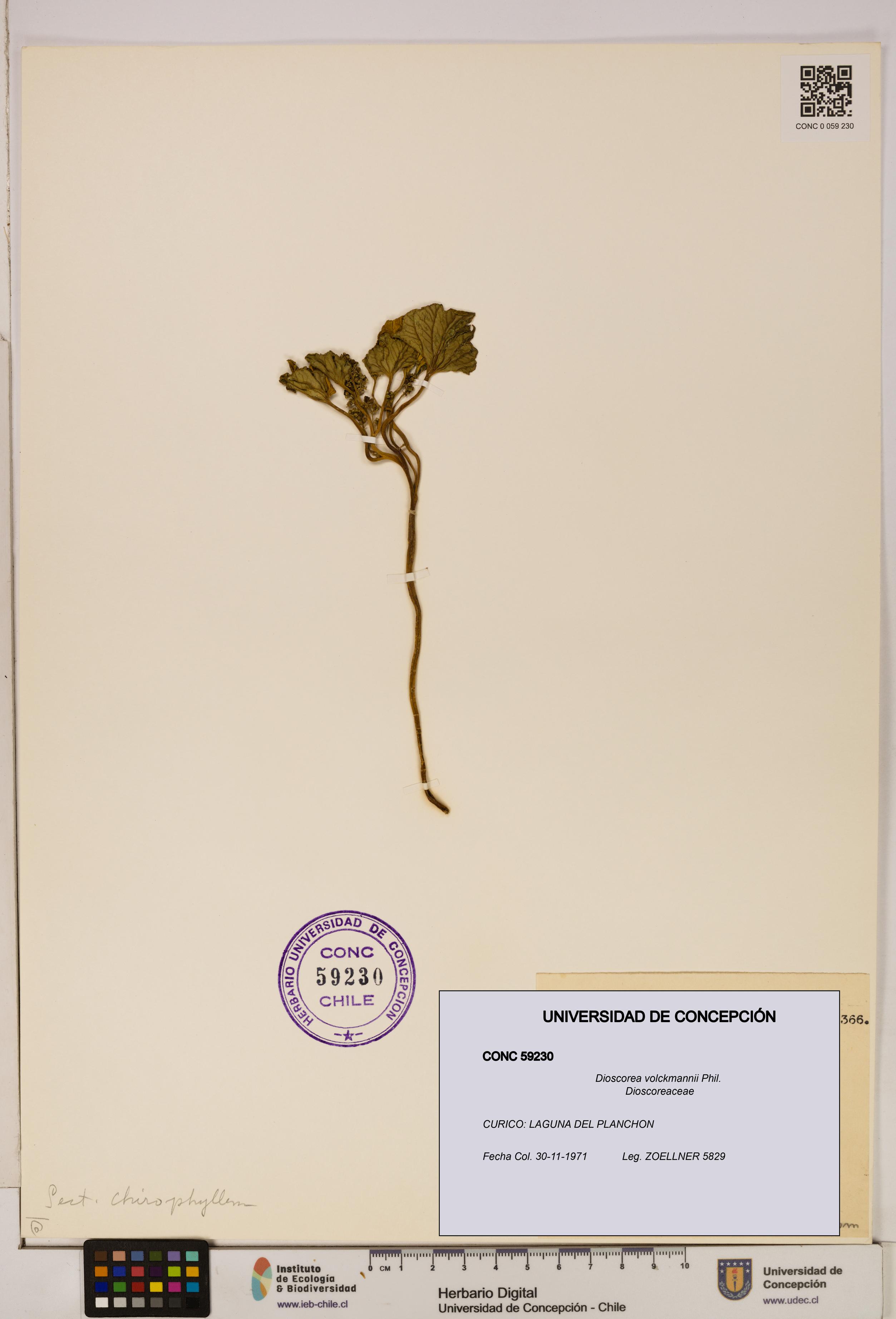 Dioscorea volckmannii [Espécimen: ]