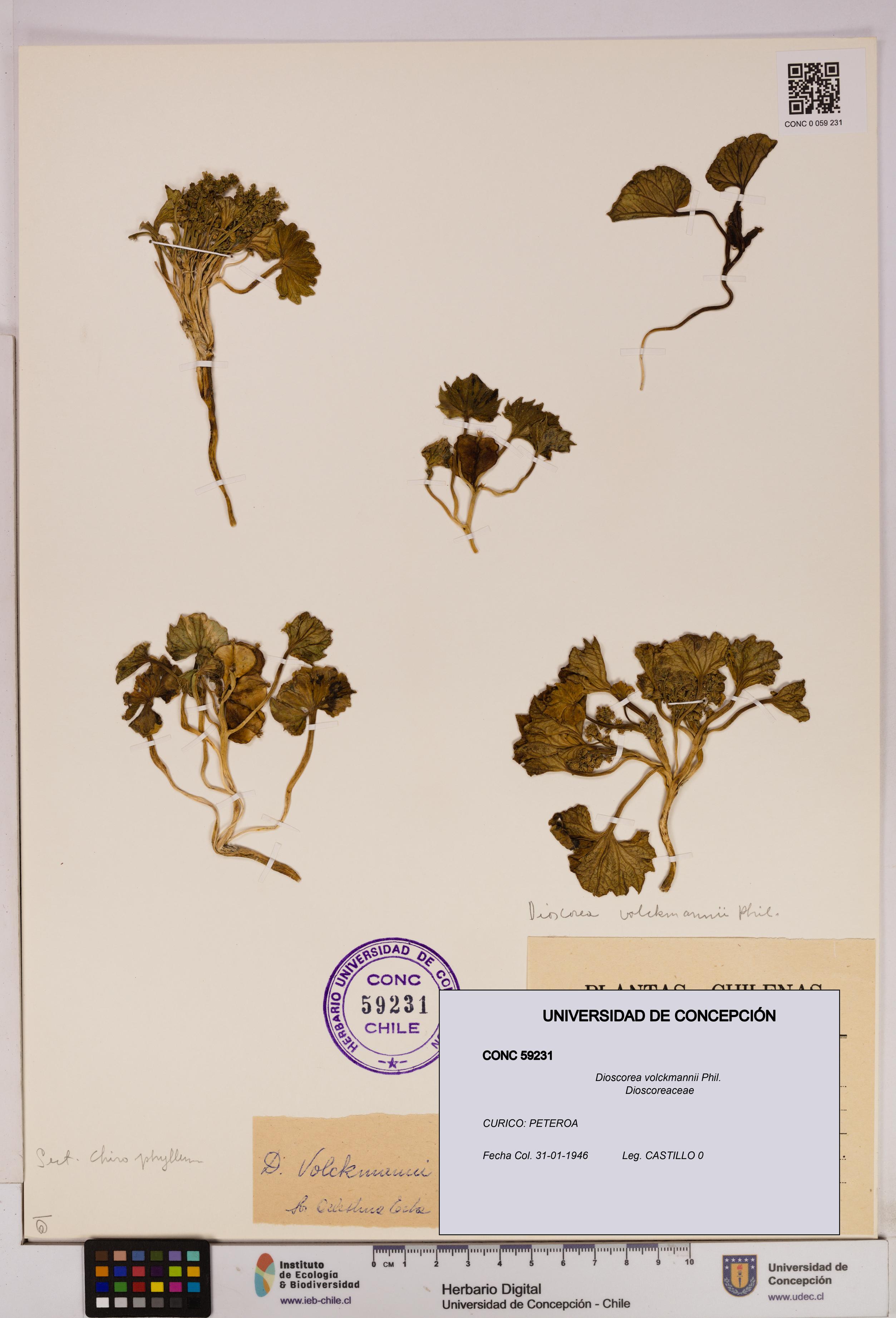 Dioscorea volckmannii [Espécimen: UDEC:CONC:0059231]