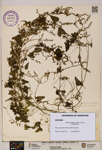 Dioscorea bridgesii [Espécimen: ]