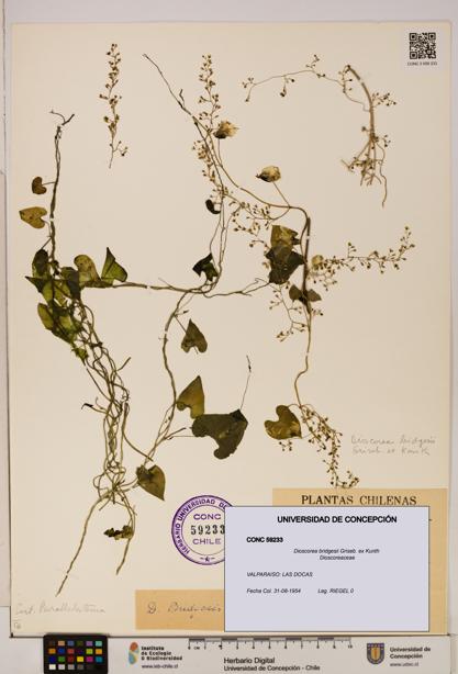 Dioscorea bridgesii [Espécimen: ]