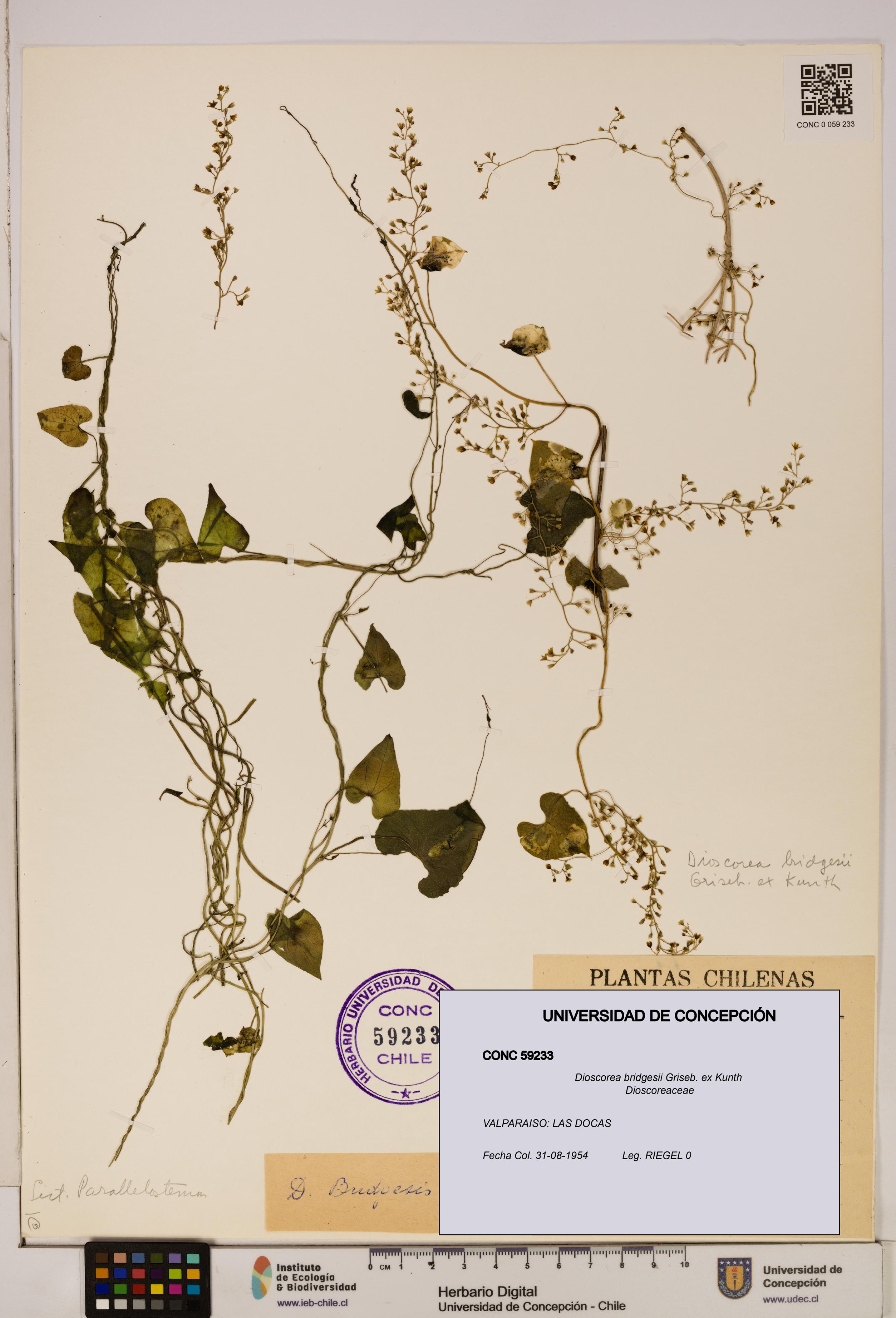 Dioscorea bridgesii [Espécimen: ]