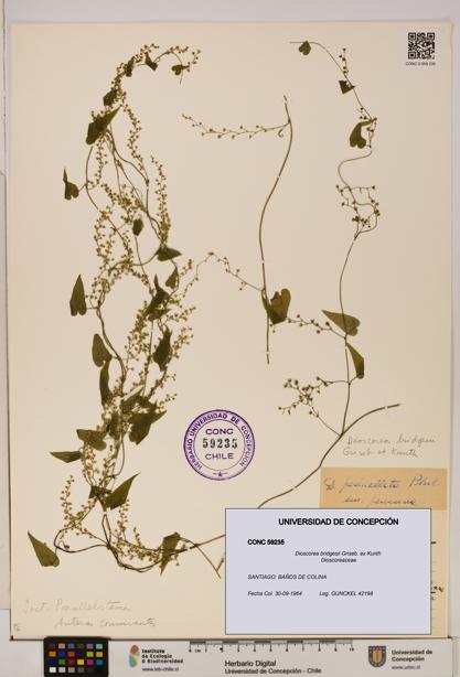 Dioscorea bridgesii [Espécimen: ]