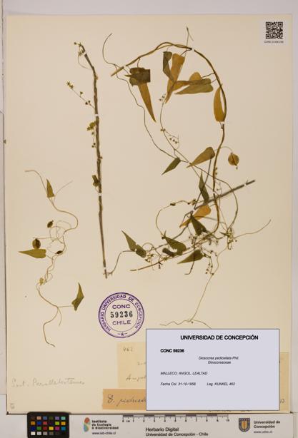 Dioscorea pedicellata [Espécimen: ]