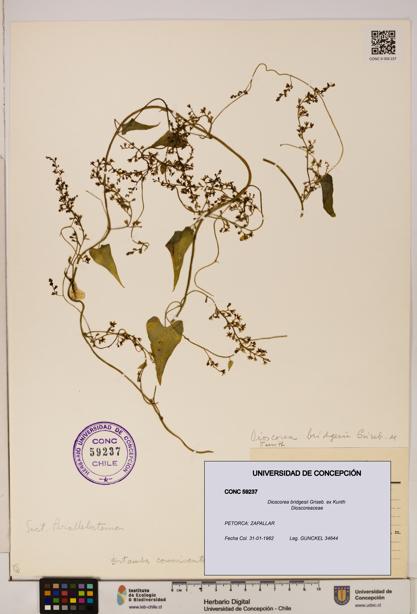 Dioscorea bridgesii [Espécimen: ]
