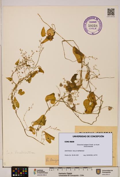 Dioscorea bridgesii [Espécimen: ]
