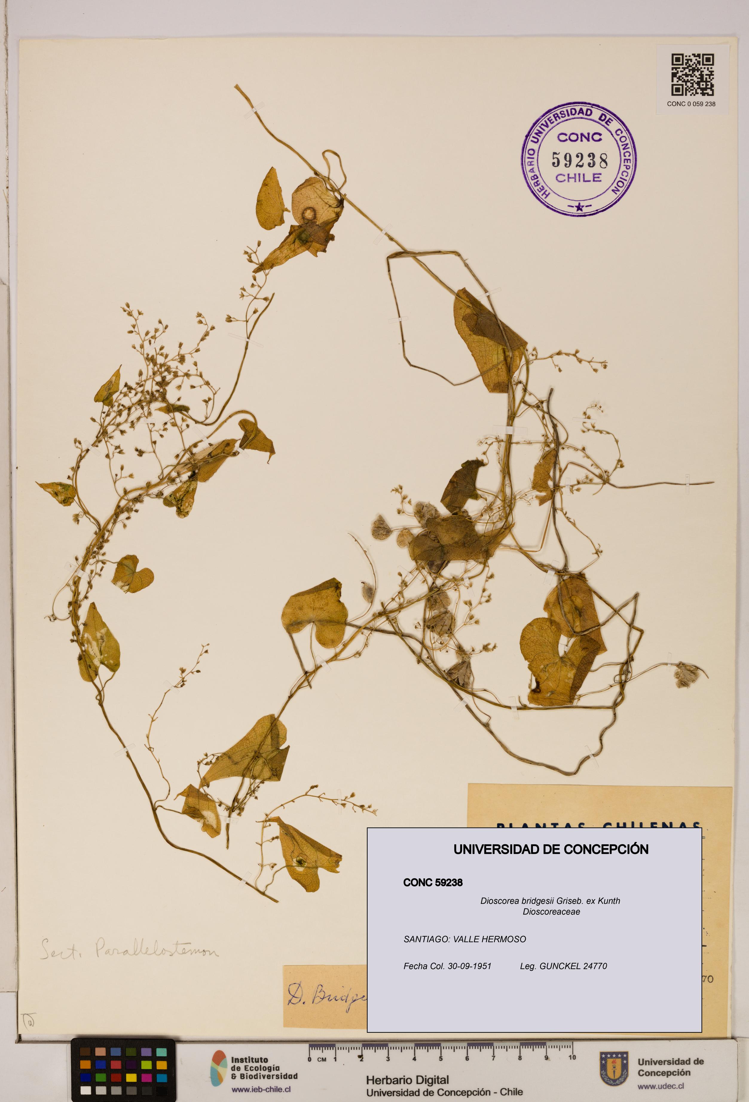 Dioscorea bridgesii [Espécimen: ]
