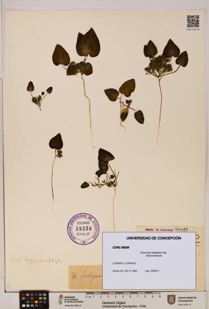 Dioscorea fastigiata [Espécimen: ]