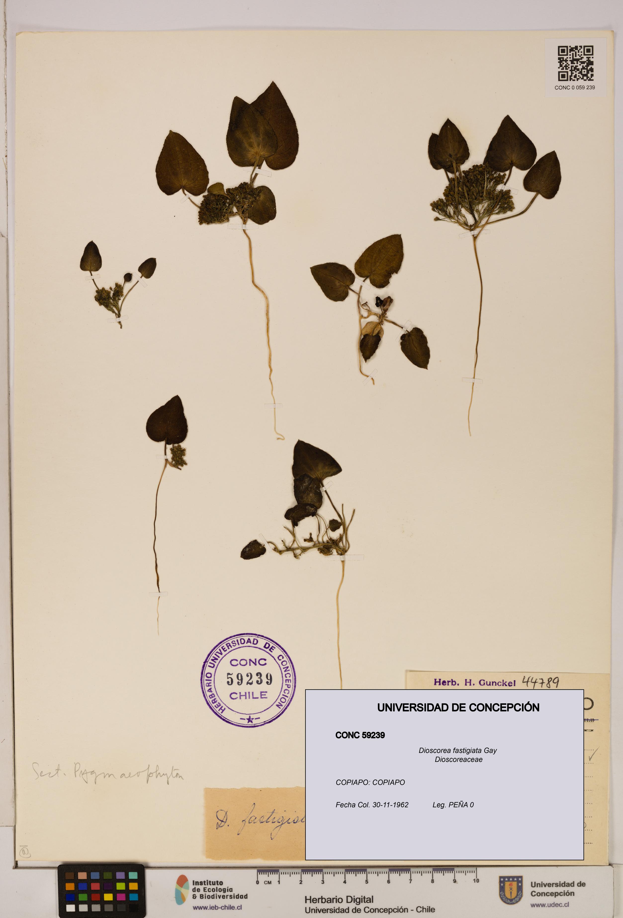 Dioscorea fastigiata [Espécimen: ]
