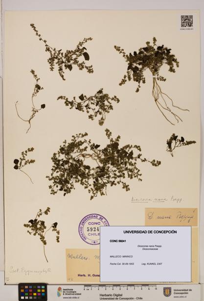 Dioscorea nana [Espécimen: ]