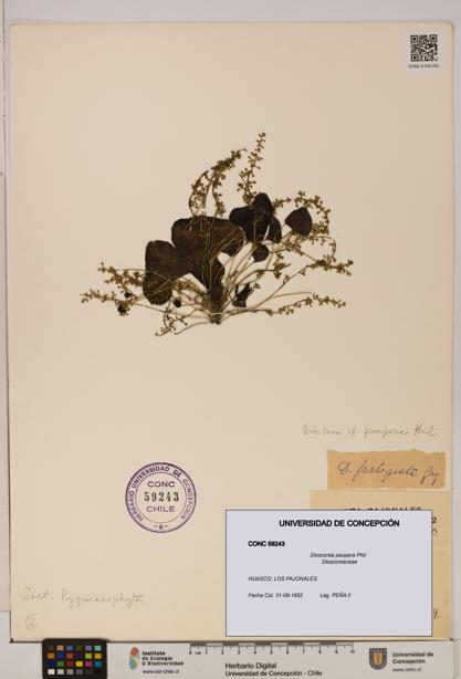 Dioscorea paupera [Espécimen: ]
