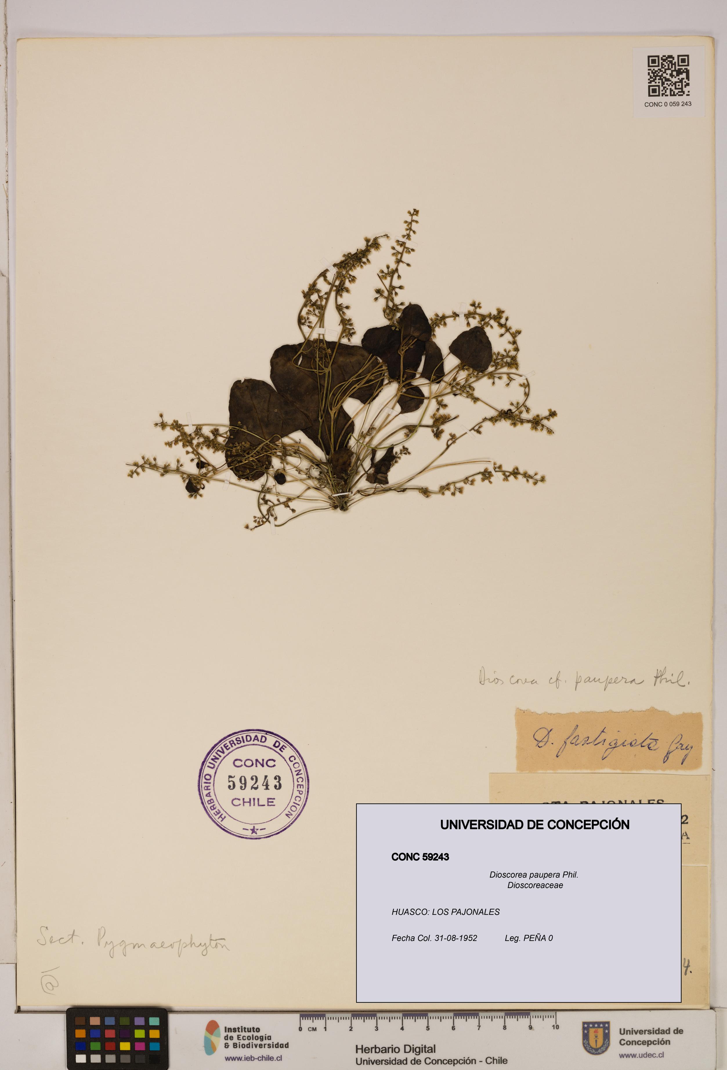 Dioscorea paupera [Espécimen: ]