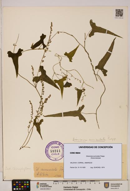 Dioscorea auriculata [Espécimen: ]