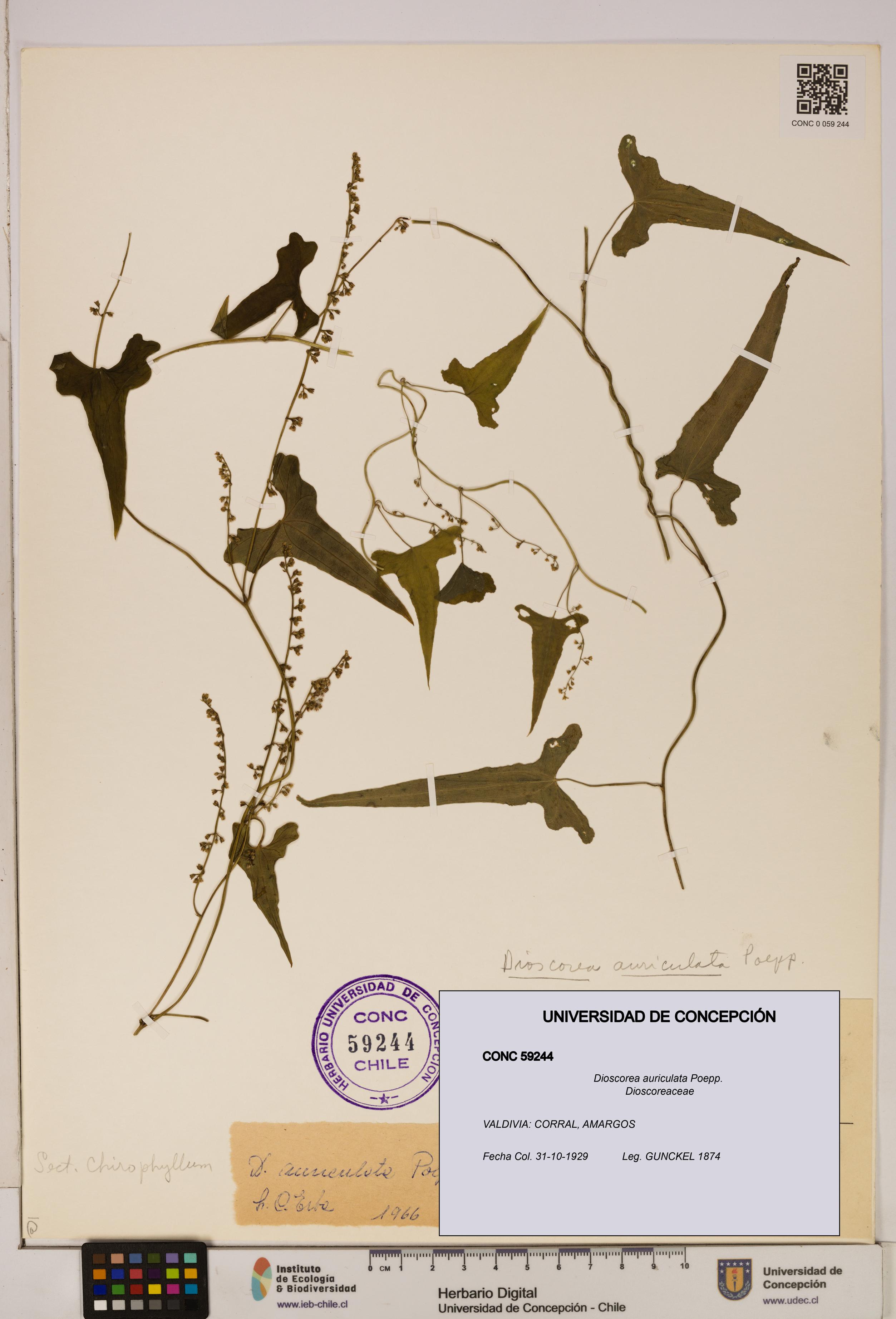 Dioscorea auriculata [Espécimen: ]