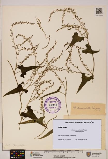 Dioscorea auriculata [Espécimen: ]